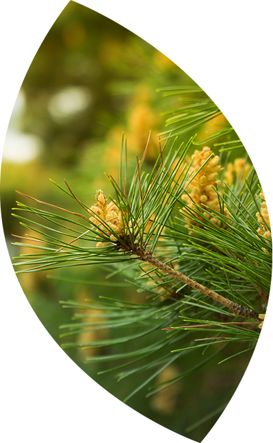 leaf-clipped-image.png